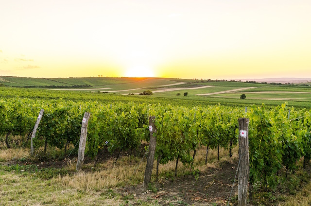 Rows of vines on a lush green landscape